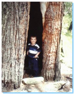 Liam in a tree at Four Brothers Rocks, Bunyip State Park