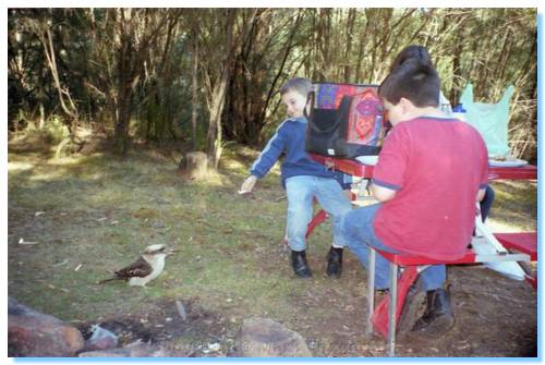 Feeding a Kookaburra at Enoch Point