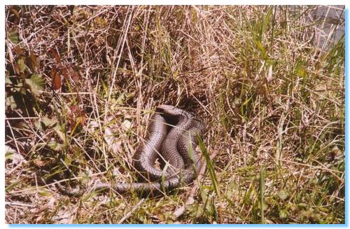 Tiger Snake at Lake Kerford