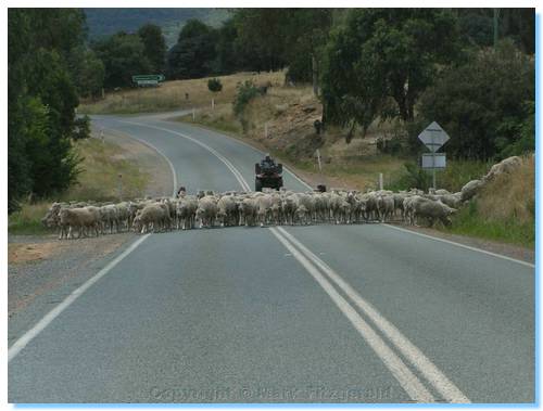 Sheep Herding near Merrijig