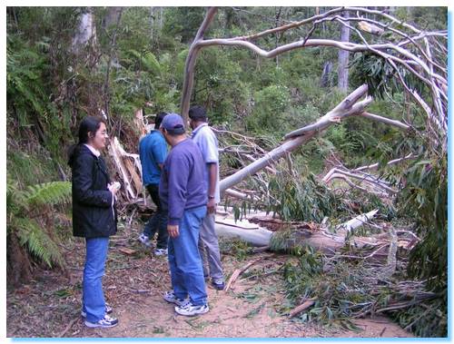 Our track blocked by a fallen gum tree