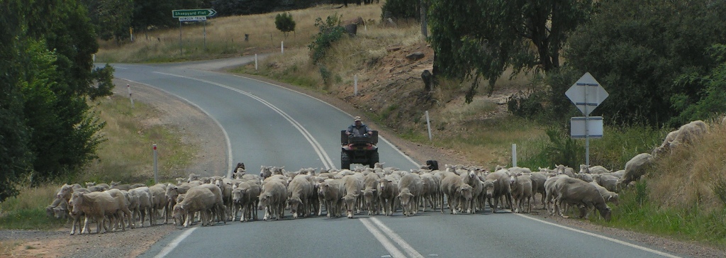 Herding Sheep, the road to Sheepyard Flat