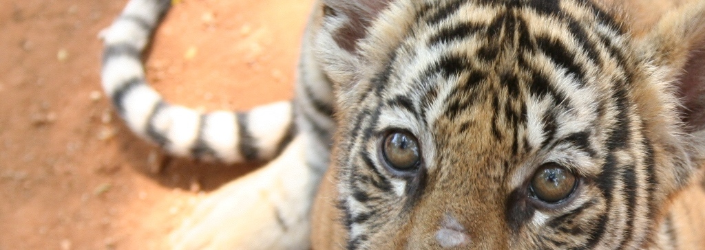 Tiger Cub, Tiger Temple
